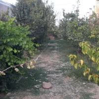 باغ به همراه گلخانه تجاری|فروش دفتر صنعتی، کشاورزی، تجاری|رباط‌کریم, رباط‌کریم|دیوار