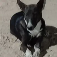 سگ نژاد اصیل ایرانی ماده قیمت ۵ تومن ۴ ماهه