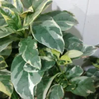 گل آپارتمانی آدنیوم حسن یوسوف پسونیا قاشقی شرابی|گل و گیاه طبیعی|شیراز, شیخ علی چوپان|دیوار