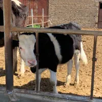 یک عدد گوساله نر سمیتال سه عدد گوساله نر اهلشتاین