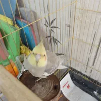 گم شده عروس هلندی