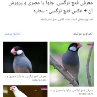 فنچ نرگسی|پرنده|شیروان (خراسان), |دیوار