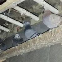 واگزاری پرنده  مسافتی وارداتی|پرنده|کرخه, |دیوار