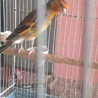 سهره قناری سرخ ۷ ماهه دهن لر