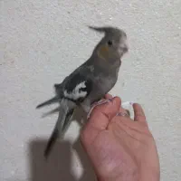 جوجه عروس|پرنده|بروجرد, |دیوار