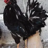 خروس گلین لری عشایری