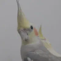 یه جفت عروس هلندی سالم|پرنده|زابل, |دیوار