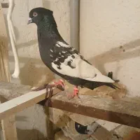 کبوتر
