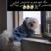 گمشده|سگ|شهرکرد, |دیوار