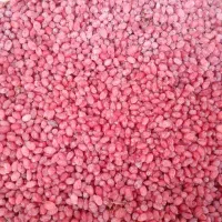 فروش عمده زرشک تازه فریز شده