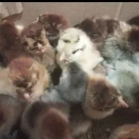 جوجه جهادی یک روزه|حیوانات مزرعه|تربتحیدریه, میدان مرکزی|دیوار