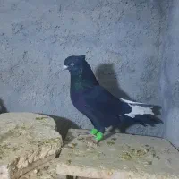 سینه سیاه نر واکسی بازی کن