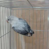 طوطی برزیلی پاربلو اپلاین