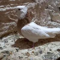 یک جفت طوقی|پرنده|تاکستان, |دیوار