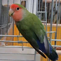 کوتوله برزیلی ۵ رنگ|پرنده|اصفهان, پوریای ولی|دیوار