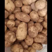 سیب زمینی درجه یک