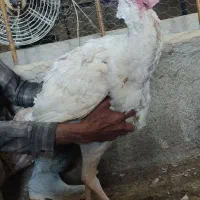 جوجه بیوتی|حیوانات مزرعه|همدان, |دیوار