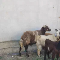 چوش چاتمه و قوچ