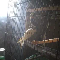 جفت عروس جفت رینبو اس|پرنده|لاهیجان, کوی استادان|دیوار