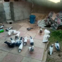 کبوتر|پرنده|کاشمر, |دیوار
