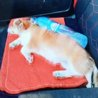 فروشی سگ ماده فوری|سگ|مرودشت, فاز دوم شهرک فرهنگیان|دیوار