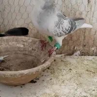 نرساده مگسی|پرنده|فرح دشت, |دیوار