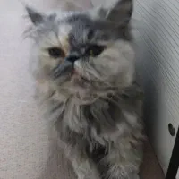 گربه ۷ماهه|گربه|اراک, |دیوار