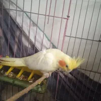 عروس هلندی ماده