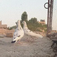 کفتر نر و ماده جفت  کلنگی دم تخم  غریبگیری