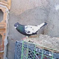 کبوتر سینه وراست