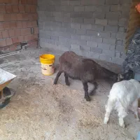 بره ماده تمیز|حیوانات مزرعه|آق قلا, |دیوار