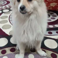 سگ باهوش و شناسنامه دار و واکسن زده