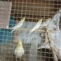 عروس هلندی فقط معاوضه با قناری|پرنده|اهواز, سپیدار|دیوار