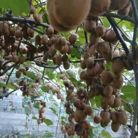 فروش کیوی|عمده‌فروشی|سنگر, |دیوار