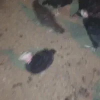 بوقلمون برنز.سالم وسرحال.حداقل سفارش ۱۰۰قطعه