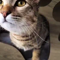 واگذاری گربه|گربه|تهران, تهرانسر غربی|دیوار