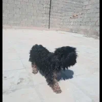 گمشده در بلوار باهنر کنار استادیوم