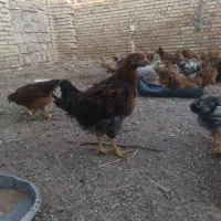 مرغ|حیوانات مزرعه|دزفول, |دیوار