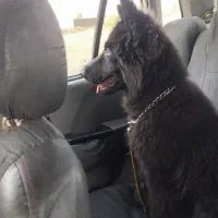 سلام ژرمن بلک نر شاه توله کینگ سایز