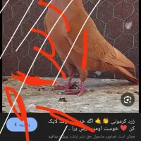 کبوتر کفتر پلاکی