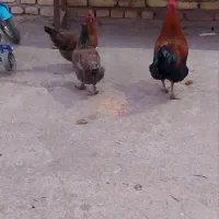 غازمحلی وفریح