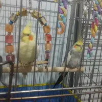 طوطی عروس هلندی جفت