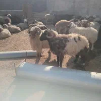 گوشت قوچ یا بره نر بزرگ فقط|حیوانات مزرعه|بندر ماهشهر, |دیوار