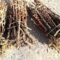 فروش نهال زرشک|خدمات باغبانی و درختکاری|مشهد, فرودگاه|دیوار