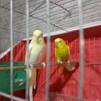 یک جفت مرغ عشق|پرنده|میناب, |دیوار