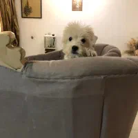 واگزاری سگ شیتزو|سگ|بابل, |دیوار