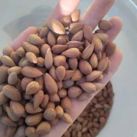 بادام کوهی تلخ (الوک) آخرک
