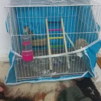 مرغ عشق دستی .