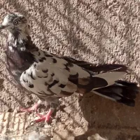 کفتر سرور و پرشی|پرنده|کاشان, لتحر|دیوار