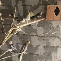 طوطی عروسو قفس مخصوص|پرنده|آمل, |دیوار